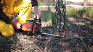 Best Firewood Processing and Delivery  in Great Notch, NJ