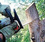 Best Hedge Trimming  in Great Notch, NJ