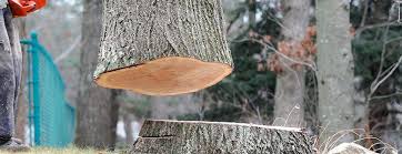 Best Arborist Consultation Services  in Great Notch, NJ