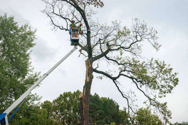 Best Tree and Shrub Care  in Great Notch, NJ
